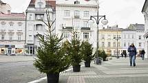 Zdobení vánočního stromu a malých vánočních stromků v Prostějově - 27. listopadu 2019