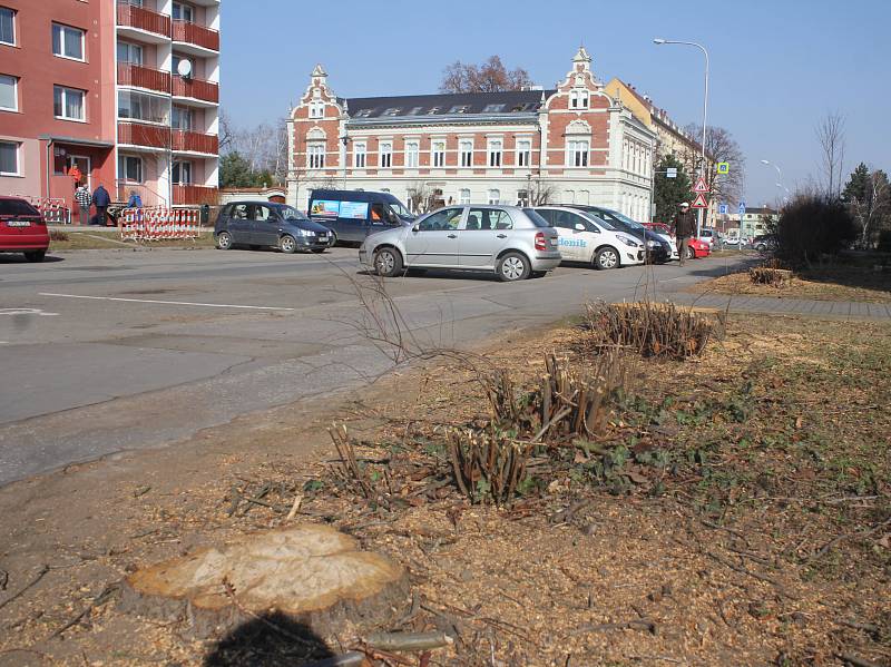 Magistrát pokračuje v revitalizaci, padly kvůli ní desítky stromů. A lidé zuří. Foto: Deník/Michal Sobecký