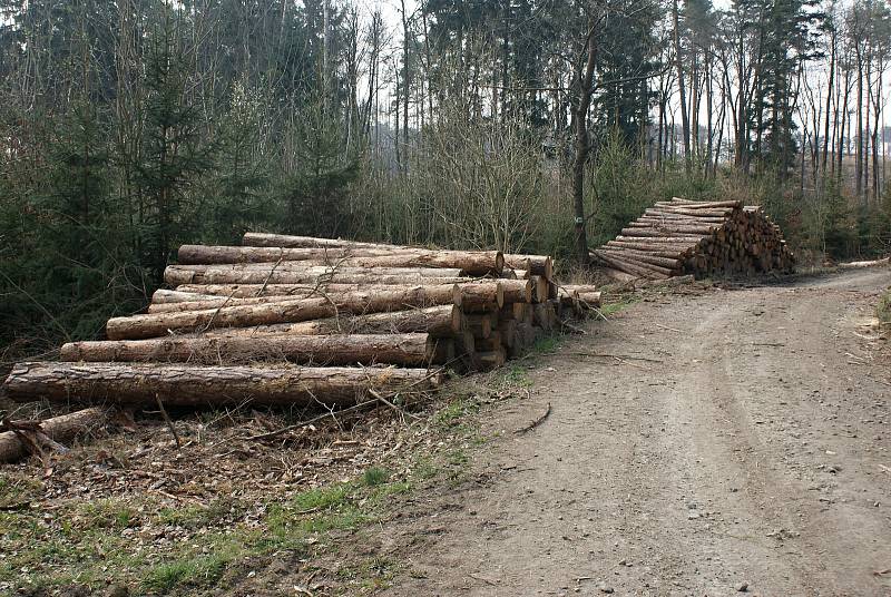 Těžba dřeva a zalesňování podél žluté turistické trasy z Pohodlí do Seče - konec března 2020