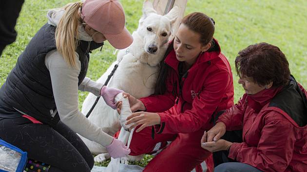 První pomoc pro psy v Prostějově aneb Jak zachránit život čtyřnohému  parťákovi - Prostějovský deník