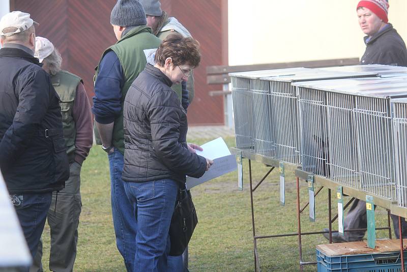 Zimní výstava králíků v Kostelci na Hané