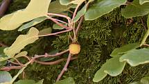 V Botanické zahradě se skrývá spousta zajímavé zeleně. Plod kiwi. 28.7.2020
