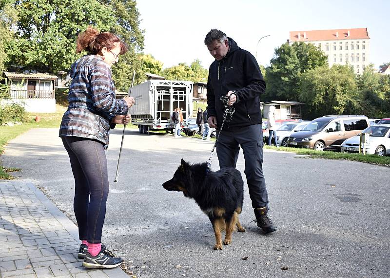 Historické psí plemeno - Chodský pes, mělo první svod ve Žraloku. 4.10. 2021