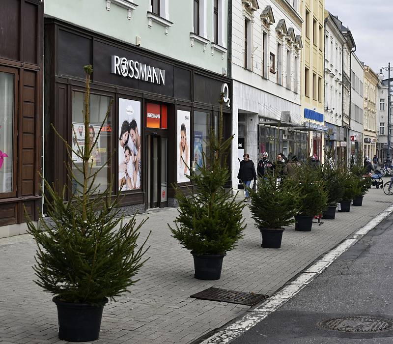 Tradice děti baví. Prostějovské náměstí T. G. Masaryka lemují desítky malých vánočních smrčků. 22.11. 2022