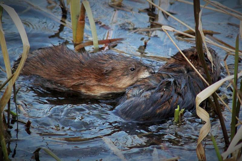 Nutrie na rybníku Bidelec v Plumlově