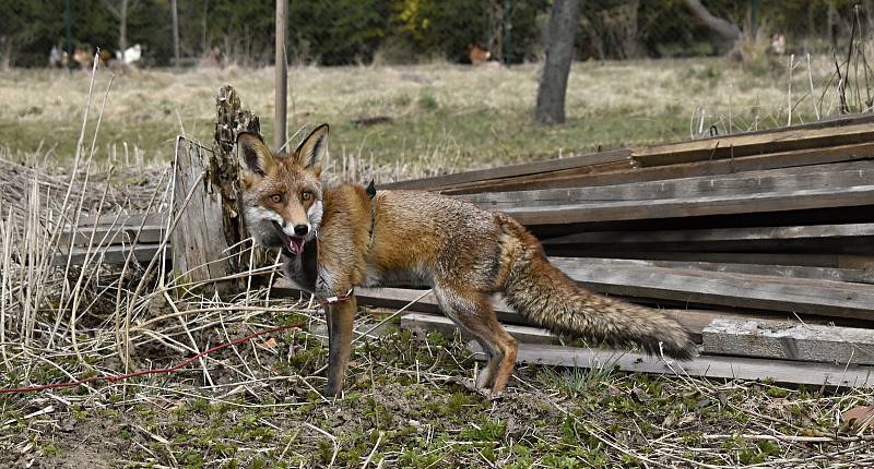 Myslivec Radomil Holík chová lišku Coco v panelovém bytu na prostějovském sídlišti.