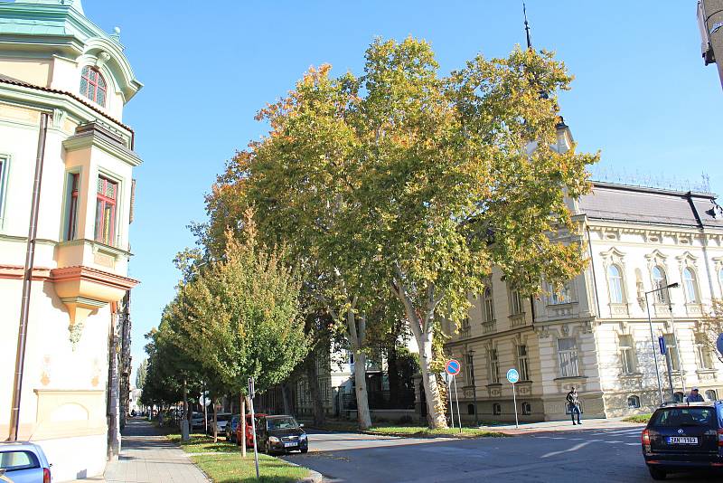 Stoletá alej platanů v Rejskově ulici v Prostějově - 17.10. 2019