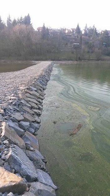 Lidé při pohledu na zelenou hladinu nádrže Plumlovské přehrady nevěří, že by se ve vodě dalo koupat. 