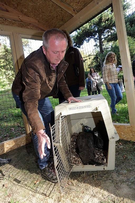 Dva nové obyvatele má od čtvrtečního rána zámecký park v Čechách pod Kosířem na Prostějovsku. Paví pár tam zapůjčila olomoucká zoo.