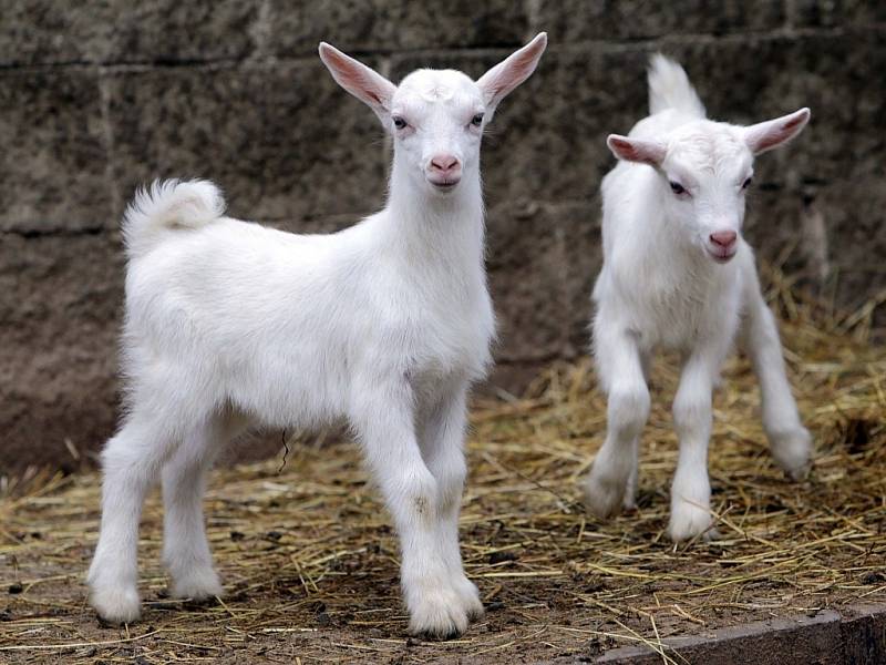 Návštěva na kozí farmě Rozinka v Čelechovicích na Hané