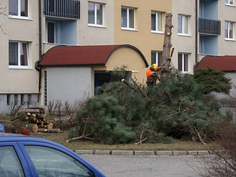 Kácení v Tylově ulici v Prostějově