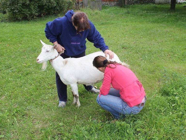 Na kozí farmě v Čelechovicích se nenudí kozy, návštěvníci, už vůbec chovatelé