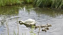Pár labutí žijící na prostějovském rybníku vyvedl v těchto dnech pět zdravých mláďat. 26.5. 2022