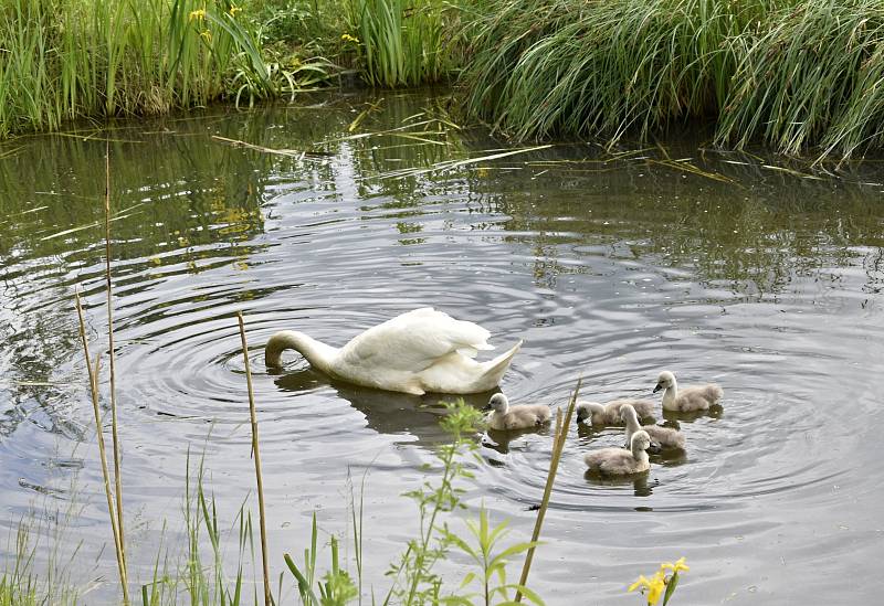 Pár labutí žijící na prostějovském rybníku vyvedl v těchto dnech pět zdravých mláďat. 26.5. 2022