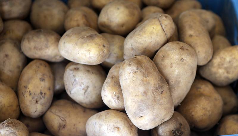 Nevýhodou velmi raných brambor je mnohem kratší životnost než u těch klasických 