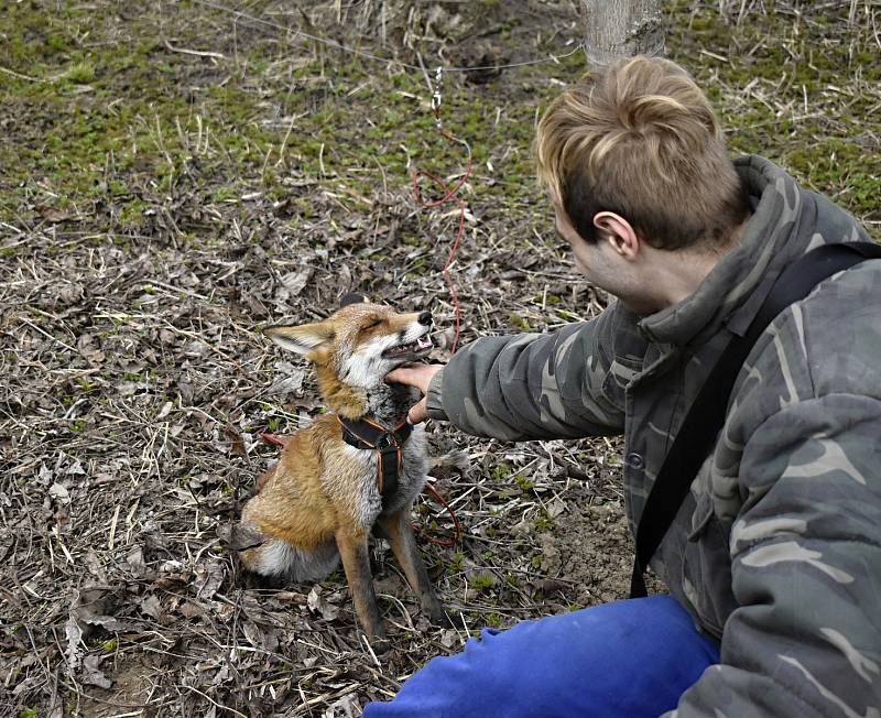 Myslivec Radomil Holík chová lišku Coco v panelovém bytu na prostějovském sídlišti.