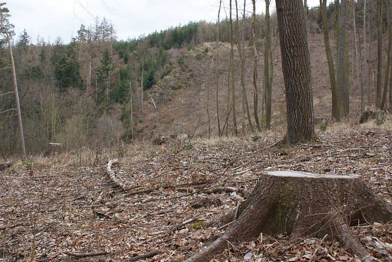 Těžba dřeva, sucho a řádění kůrovce v lesích na Prostějovsku, které spravují Vojenské lesy a statky ČR. (lokalita armádního újezdu Březina u Hamer)