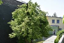 Kostelecké krbál získal ocenění v celostátní anketě Strom roku - titul strom hrdina.