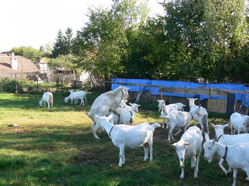 Slavnostní zakončení pastevní sezóny na kozí farmě Rozinka v Čelechovicích na Hané