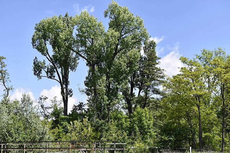 Úžasný kousek přírody přímo ve městě, to je prostějovský Biokoridor Hloučela. 27.5. 2020