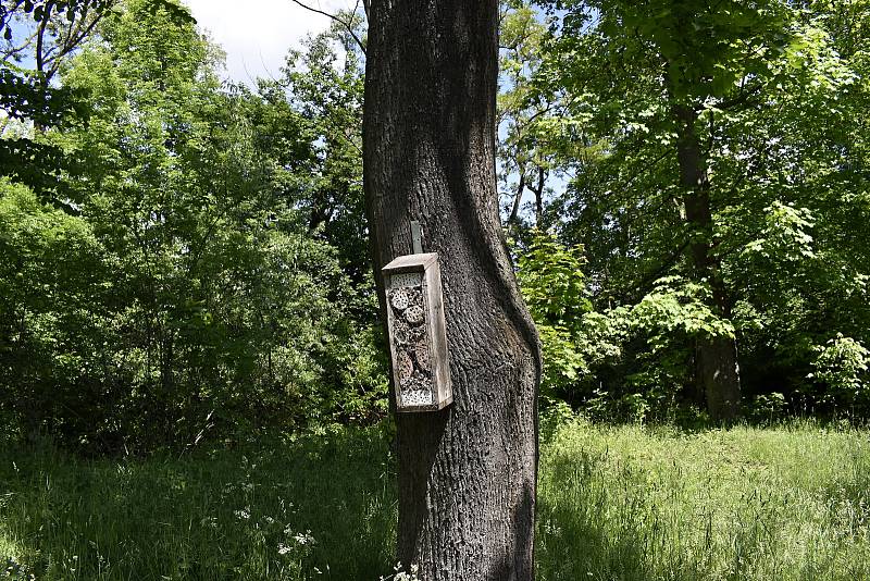 Úžasný kousek přírody přímo ve městě, to je prostějovský Biokoridor Hloučela. 27.5. 2020