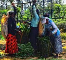 Srí Lanka a čajové plantáže