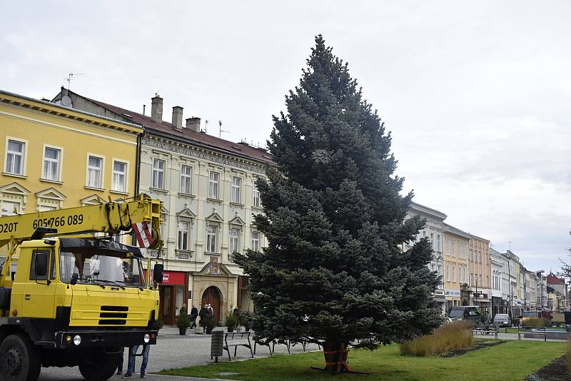 Vánoční strom dorazil na prostějovské náměstí T. G. Masaryka, 21. listopadu 2022