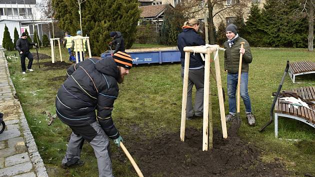 Dvanáct mladých jírovců a magnólií si vysadili Prostějované v rámci komunitního sázení. 19.11. 2022