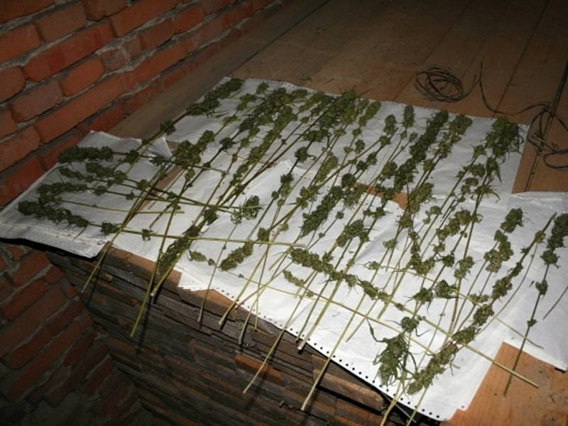 Policisté sklidili a zabavili konopí na zahradě Dušana Dvořáka v Ospělově 