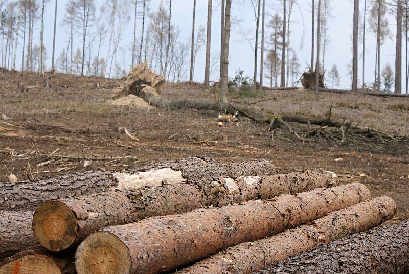 Těžba dřeva a zalesňování podél žluté turistické trasy z Pohodlí do Seče - konec března 2020