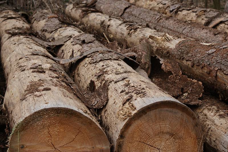 Těžba dřeva, sucho a řádění kůrovce v lesích na Prostějovsku, které spravují Vojenské lesy a statky ČR. (lokalita armádního újezdu Březina u Hamer)