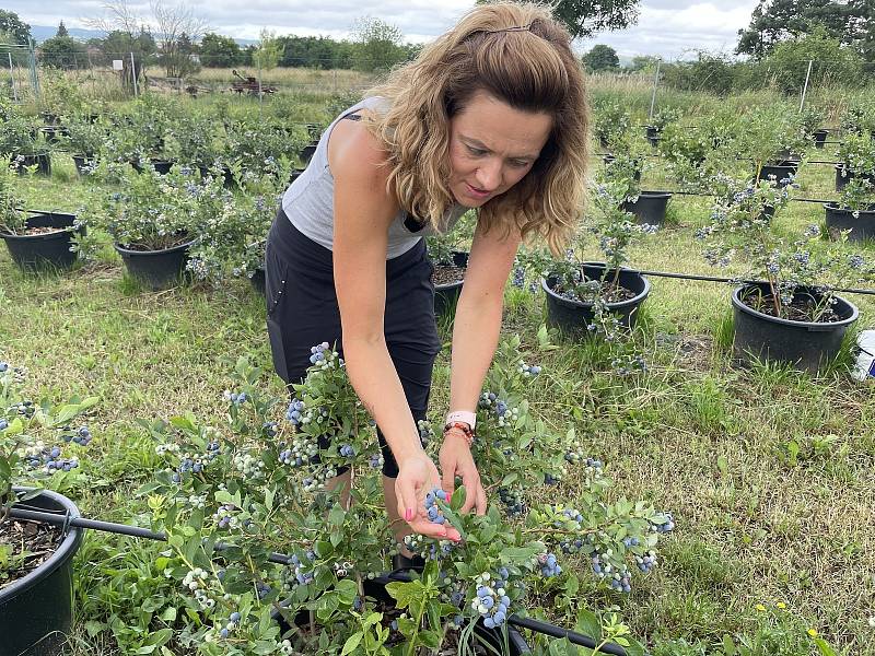 Za Humny v Kostelci na Hané, borůvková farma, 15. července 2021