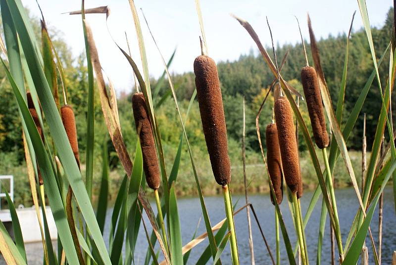 Malá vodní nádrž Jahodův žleb ve vojenském újezdu Březina