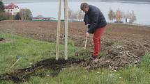 Alej malého Noe vznikla na staré cestě k přehradě v Plumlově