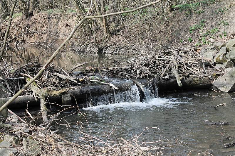 V Kobeřicích se školáci z Brodku u Prostějova vrhli do čištění okolí říčky Brodečky, 5.4. 2019