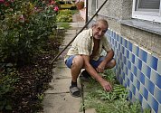 Antonínu Hlavinkovi ze Služína na Prostějovsku rostou vodní melouny i na chodníku před domem. 3.8. 2021