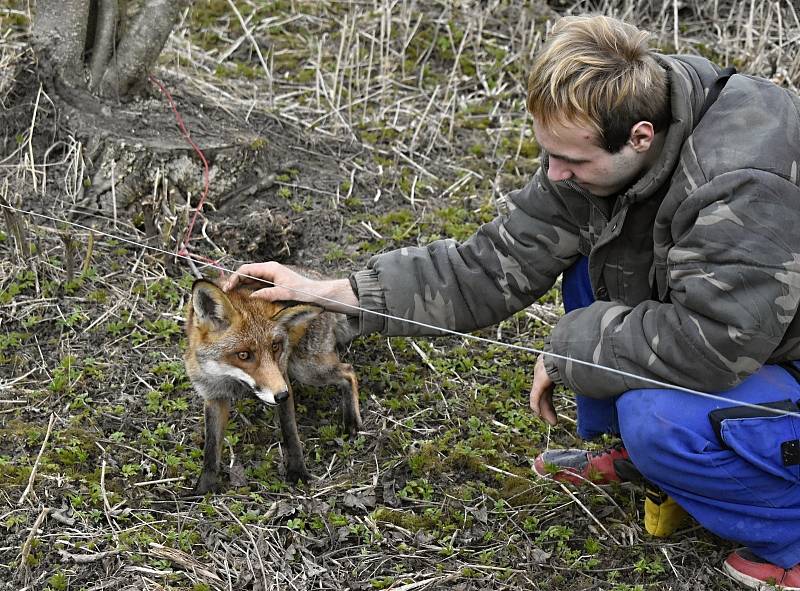 Myslivec Radomil Holík chová lišku Coco v panelovém bytu na prostějovském sídlišti.