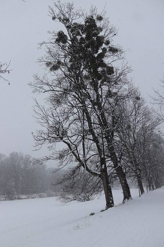 Rybářská alej  v Přerově se na několik dní zcela uzavře – a to kvůli postřiku jmelí.