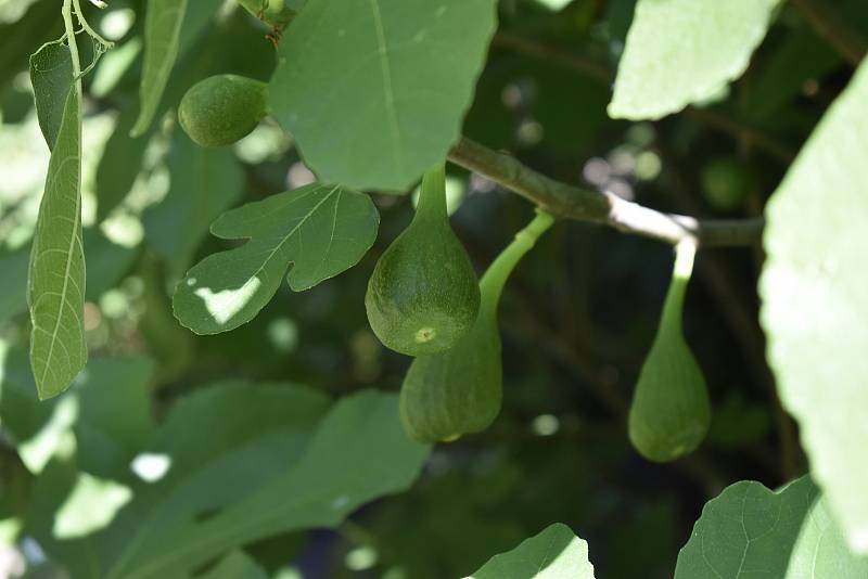 V Botanické zahradě se skrývá spousta zajímavé zeleně. Fíkovník smokvoň. 28.7.2020