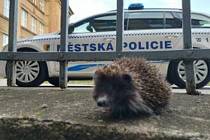 Strážníci městské policie vytáhli v pondělí z šachty ježka.