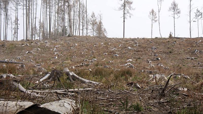 Těžba dřeva a zalesňování podél žluté turistické trasy z Pohodlí do Seče - konec března 2020