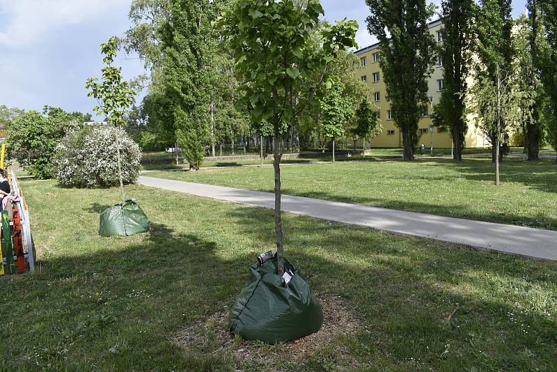 Boj proti suchu. Zavlažovací vaky na prostějovských sídlištích