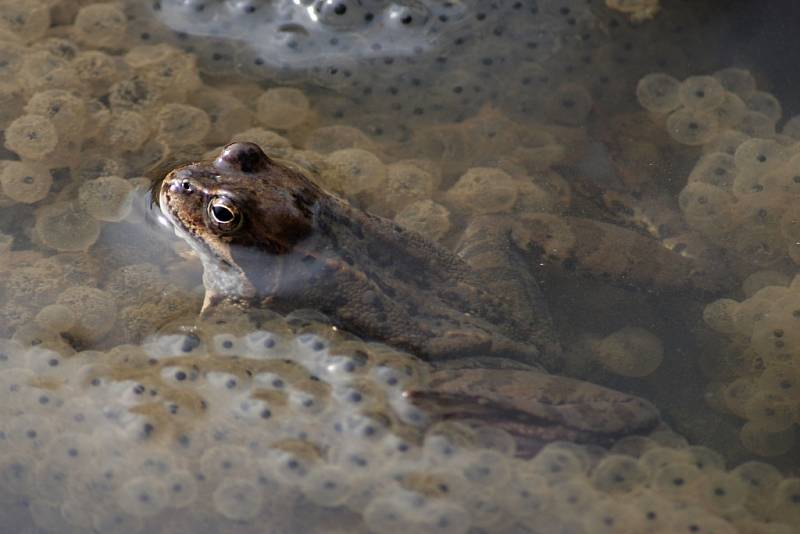 Obyvatelé hamerských rybníků - skokani hnědí