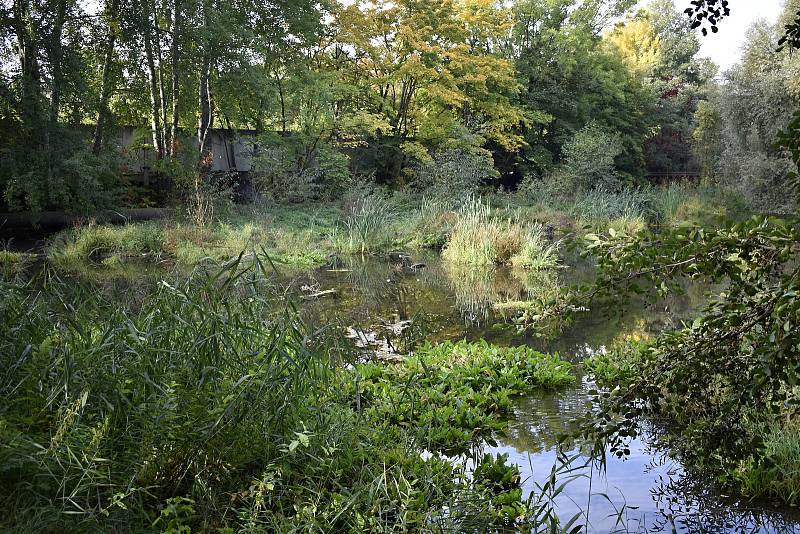 Pivovarský rybníček ve Vrahovicích a jeho přilehlé okolí se dočká revitalizace. Práce by měly být zahájeny v prosinci 2021. 14.10. 2021