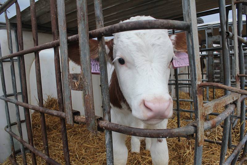 Živý betlém na Zlaté farmě s prohlídkami hospodářství i řemeslníky.