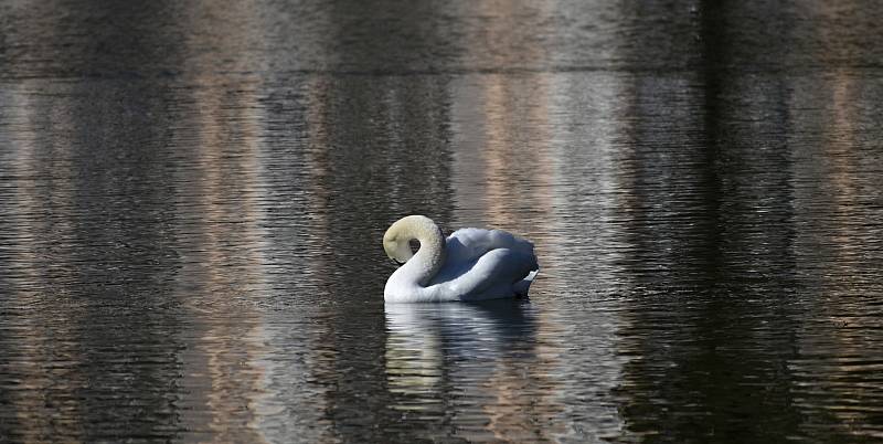 Prostějovský rybník má po letech opět svůj labutí pár. 24.3. 2022