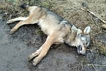 Urostlého vlčího samce nalezli myslivci v pondělí 17. ledna 2022 v blízkosti D46 u Olšan u Prostějova