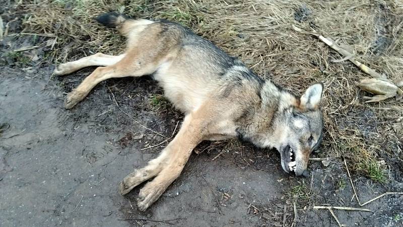 Urostlého vlčího samce nalezli myslivci v pondělí 17. ledna 2022 v blízkosti D46 u Olšan u Prostějova