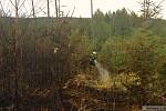 Požár lesního porostu u Dzbele