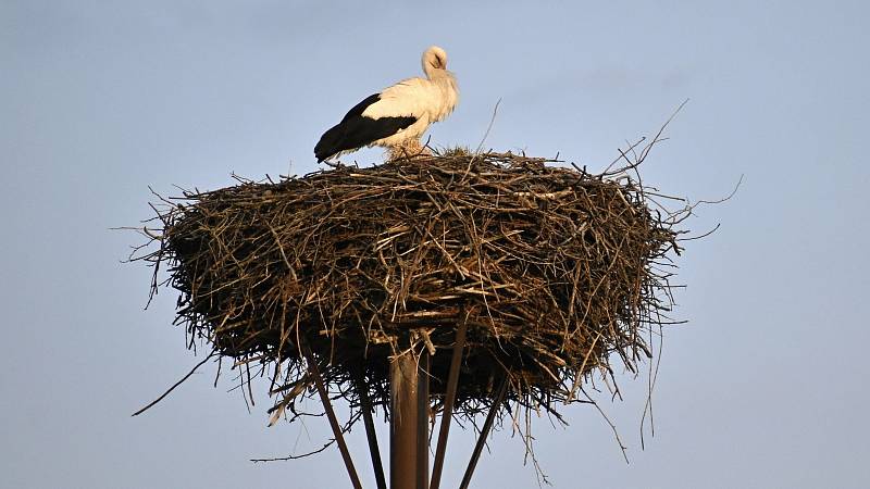 Čáp přiletěl do Bohuslavic ve čtvrtek 25. března 2021.